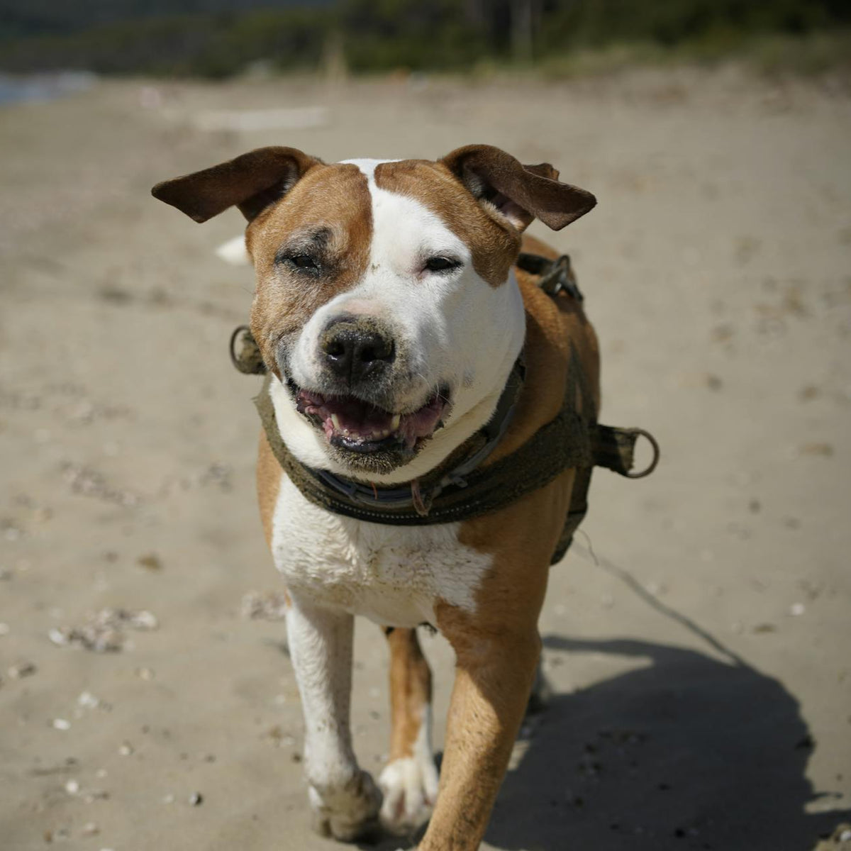 Dog on a leash standing on a sandy beach with water in the background