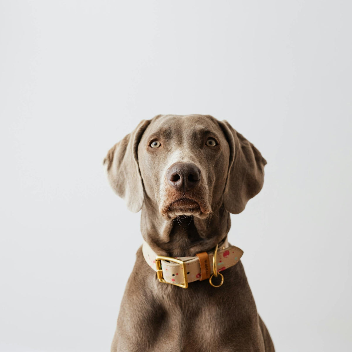 Dog wearing a collar on a plain background